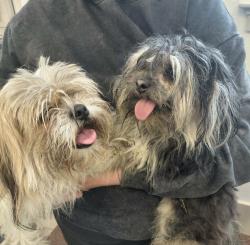 Found/Stray Unknown Dog last seen Pearl st, Centralia, WA 98531