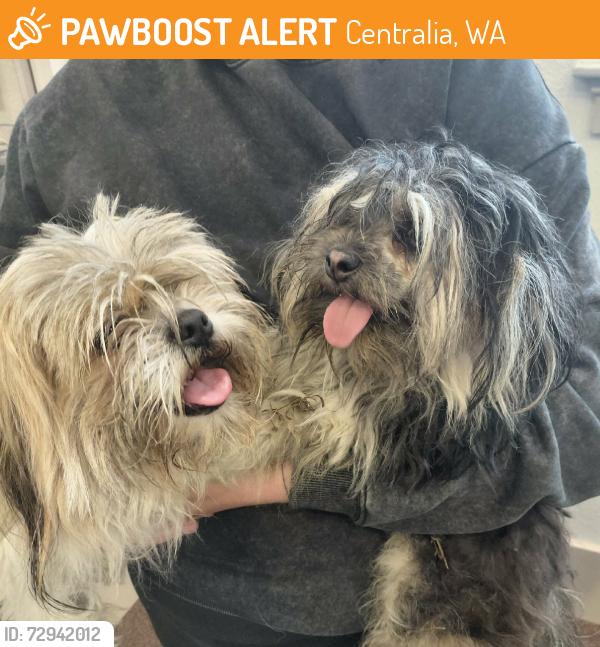 Found/Stray Unknown Dog last seen Pearl st, Centralia, WA 98531