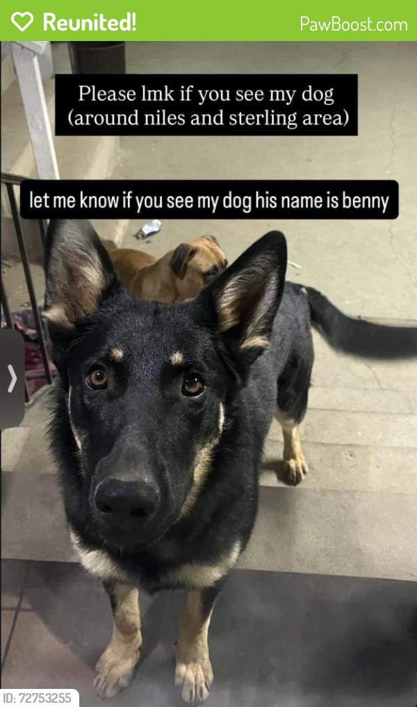 Reunited Male Dog last seen Niles/sterling , Bakersfield, CA 93306