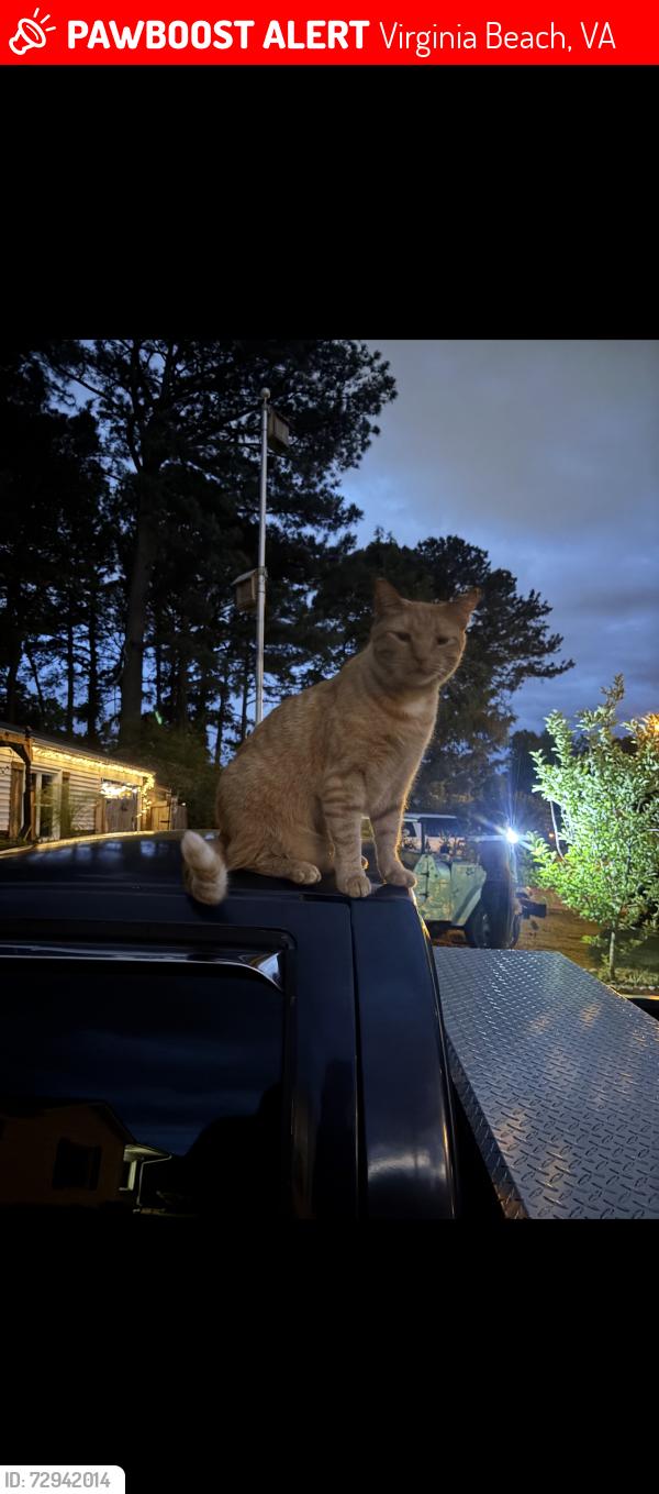 Lost Male Cat last seen Aragona blvd, Virginia Beach, VA 23455