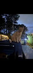 Lost Male Cat last seen Aragona blvd, Virginia Beach, VA 23455