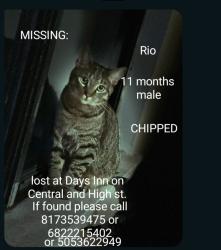 Lost Male Cat last seen Days Inn Motel, Albuquerque, NM 87102