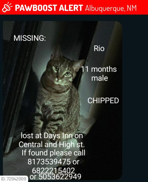 Lost Male Cat last seen Days Inn Motel, Albuquerque, NM 87102