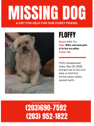 Reunited Male Dog last seen Ely ave, Norwalk, CT 06854