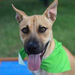 Shelter Stray Male Dog last seen Near BLOCK LAMAR, San Antonio, TX 78227