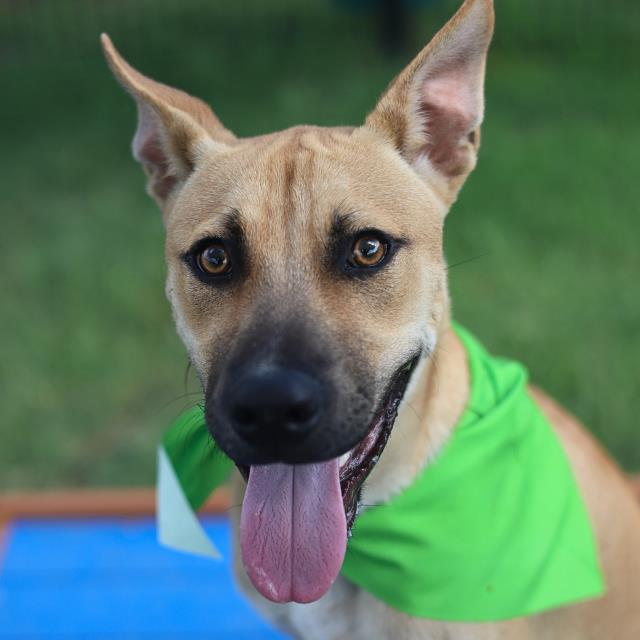 Shelter Stray Male Dog last seen Near BLOCK LAMAR, San Antonio, TX 78227