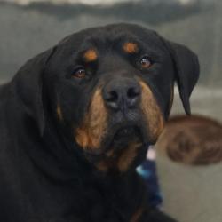 Shelter Stray Male Dog last seen IH 35 S ACCESS ROAD, San Antonio, TX 78227