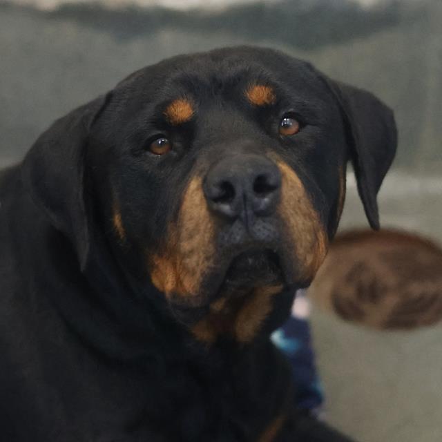Shelter Stray Male Dog last seen IH 35 S ACCESS ROAD, San Antonio, TX 78227