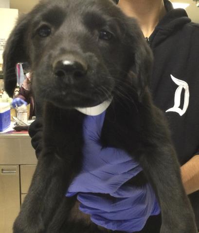Shelter Stray Female Dog last seen Near HOLMES AVE, JURUPA VALLEY CA 91752, Jurupa Valley, CA 92509
