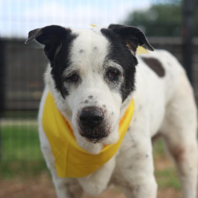 Shelter Stray Male Dog last seen Near BLOCK JUAN SEGUIN DR, San Antonio, TX 78227