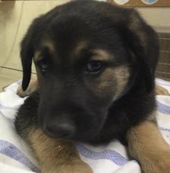 Shelter Stray Male Dog last seen Near HOLMES AVE, JURUPA VALLEY CA 91752, Jurupa Valley, CA 92509