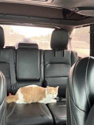 Reunited Male Cat last seen at home on ebans bend in azalea parks, Azalea Park, FL 32807
