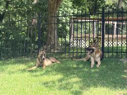 Found/Stray Unknown Dog last seen Near Starboard Way, Fayetteville, NC 28314, Fayetteville, NC 28314