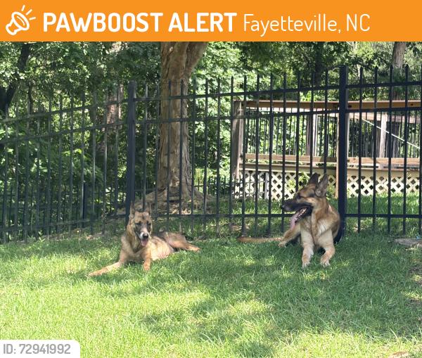 Found/Stray Unknown Dog last seen Near Starboard Way, Fayetteville, NC 28314, Fayetteville, NC 28314
