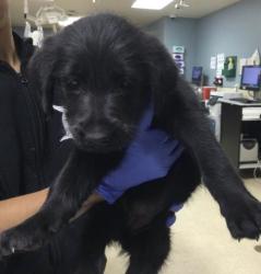Shelter Stray Female Dog last seen Near HOLMES AVE, JURUPA VALLEY CA 91752, Jurupa Valley, CA 92509