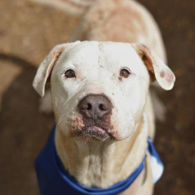 Shelter Stray Female Dog last seen SHELBURN, San Antonio, TX 78227
