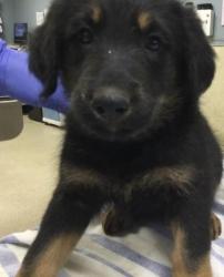 Shelter Stray Female Dog last seen Near HOLMES AVE, JURUPA VALLEY CA 91752, Jurupa Valley, CA 92509