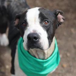 Shelter Stray Female Dog last seen SHELBURN, San Antonio, TX 78227