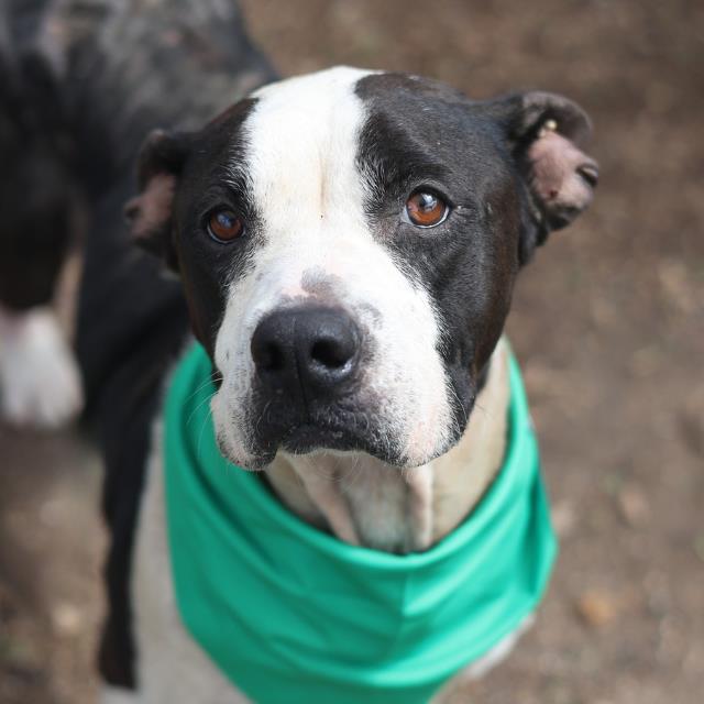 Shelter Stray Female Dog last seen SHELBURN, San Antonio, TX 78227