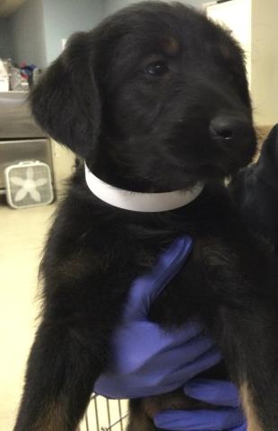 Shelter Stray Female Dog last seen Near HOLMES AVE, JURUPA VALLEY CA 91752, Jurupa Valley, CA 92509