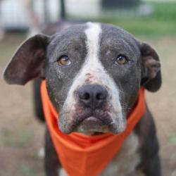 Shelter Stray Female Dog last seen SHELBURN, San Antonio, TX 78227