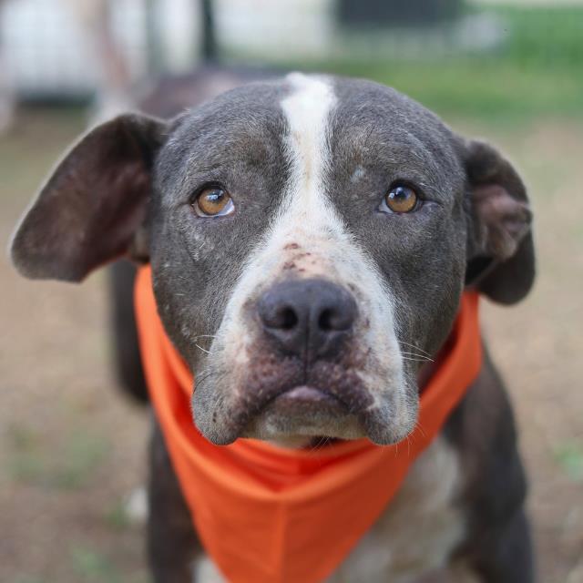 Shelter Stray Female Dog last seen SHELBURN, San Antonio, TX 78227