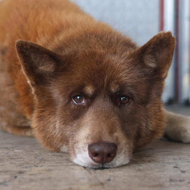 Shelter Stray Male Dog last seen Near BLOCK CENTURY BLUFF, San Antonio, TX 78227