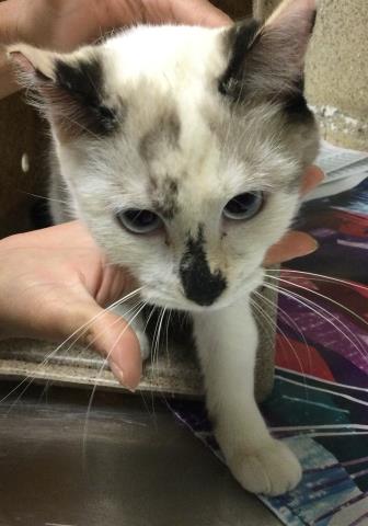 Shelter Stray Female Cat last seen Near BLOCK RUTILE ST, JURUPA VALLEY, CA, Jurupa Valley, CA 92509