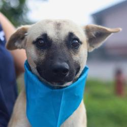 Shelter Stray Male Dog last seen Near BLOCK COVEL, San Antonio, TX 78227