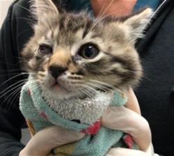 Shelter Stray Male Cat last seen Near BLOCK KIT AVE, HEMET CA 92543, San Jacinto, CA 92582