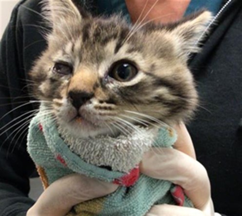 Shelter Stray Male Cat last seen Near BLOCK KIT AVE, HEMET CA 92543, San Jacinto, CA 92582