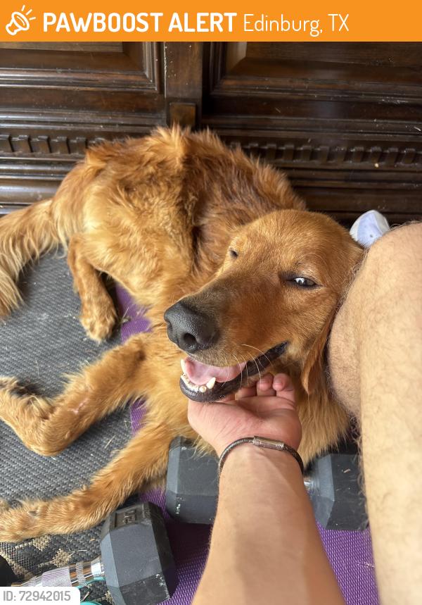 Found/Stray Female Dog last seen Canton and expressway, Edinburg, TX 78542