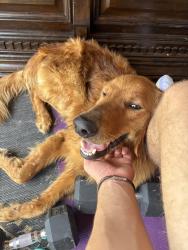 Found/Stray Female Dog last seen Canton and expressway, Edinburg, TX 78542