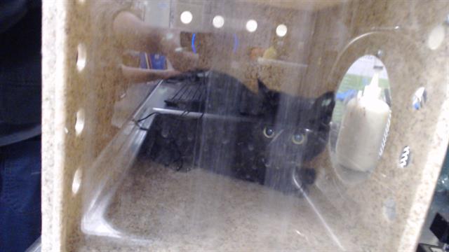 Shelter Stray Unknown Cat last seen Near BLOCK E ASBURY AVE, DENVER CO 80222, Denver, CO 80223