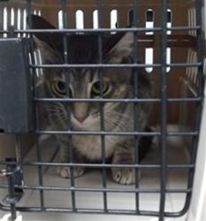 Shelter Stray Female Cat last seen Near BLOCK N MACARTHUR OKC, Oklahoma City, OK 73129