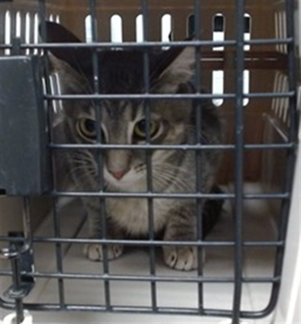 Shelter Stray Female Cat last seen Near BLOCK N MACARTHUR OKC, Oklahoma City, OK 73129