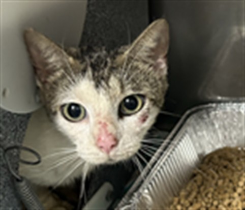 Shelter Stray Female Cat last seen DEEP GREEN DR, Shelby, NC 28150