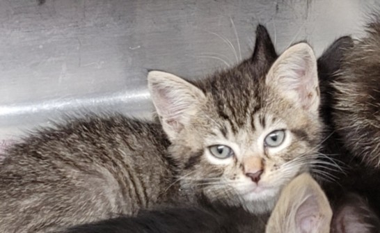 Shelter Stray Male Cat last seen , 1850 W 60th St, Los Angeles, CA 90047, USA