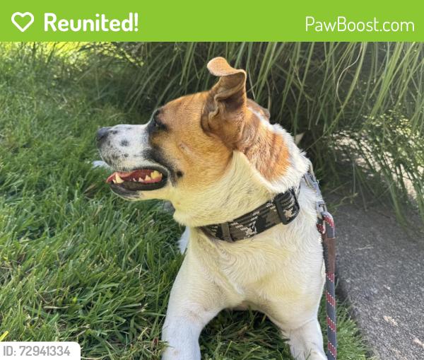 Reunited Male Dog last seen Canyonside, Dr. and Trailwood, Santa Rosa, California, Santa Rosa, CA 95404