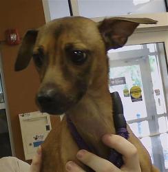 Shelter Stray Female Dog last seen WASHINGTON AVE, Land O' Lakes, FL 34638