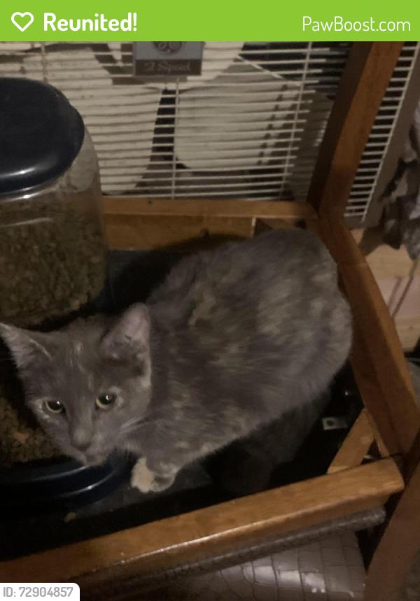 Reunited Female Cat last seen Penn ave , Elmira, NY 14904