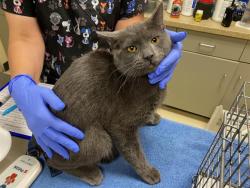 Shelter Stray Male Cat last seen , Milwaukee, WI 53215