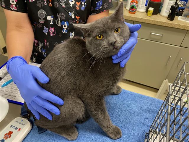 Shelter Stray Male Cat last seen , Milwaukee, WI 53215