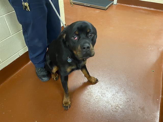 Shelter Stray Male Dog last seen Near BLOCK N 21ST, Milwaukee, WI 53215