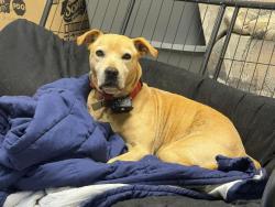 Lost Male Dog last seen Friendship church , Alexander County, NC 28681
