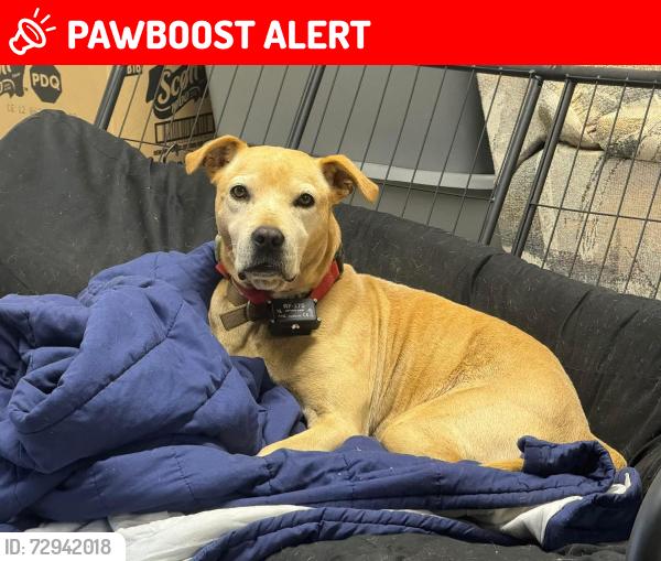 Lost Male Dog last seen Friendship church , Alexander County, NC 28681