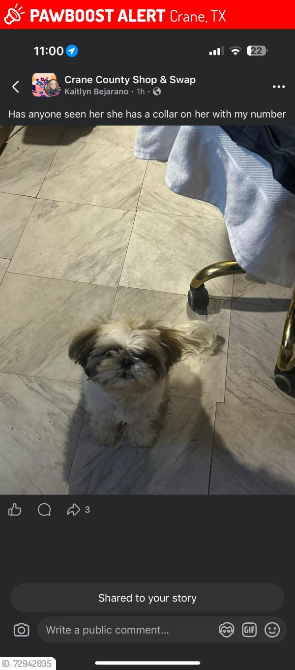 Lost Female Dog last seen Few blocks from el Rey sol , Crane, TX 79731