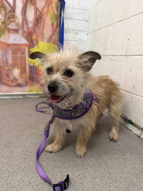 Shelter Stray Female Dog last seen 2ND ST AND TIPPECANOE, San Bernardino, CA 92401