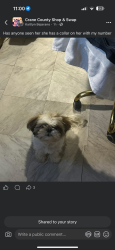 Lost Female Dog last seen Few blocks from el Rey sol , Crane, TX 79731