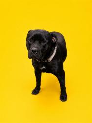 Shelter Stray Female Dog last seen Near BLOCK VIOLET WILLOW LN, Jacksonville, FL 32204